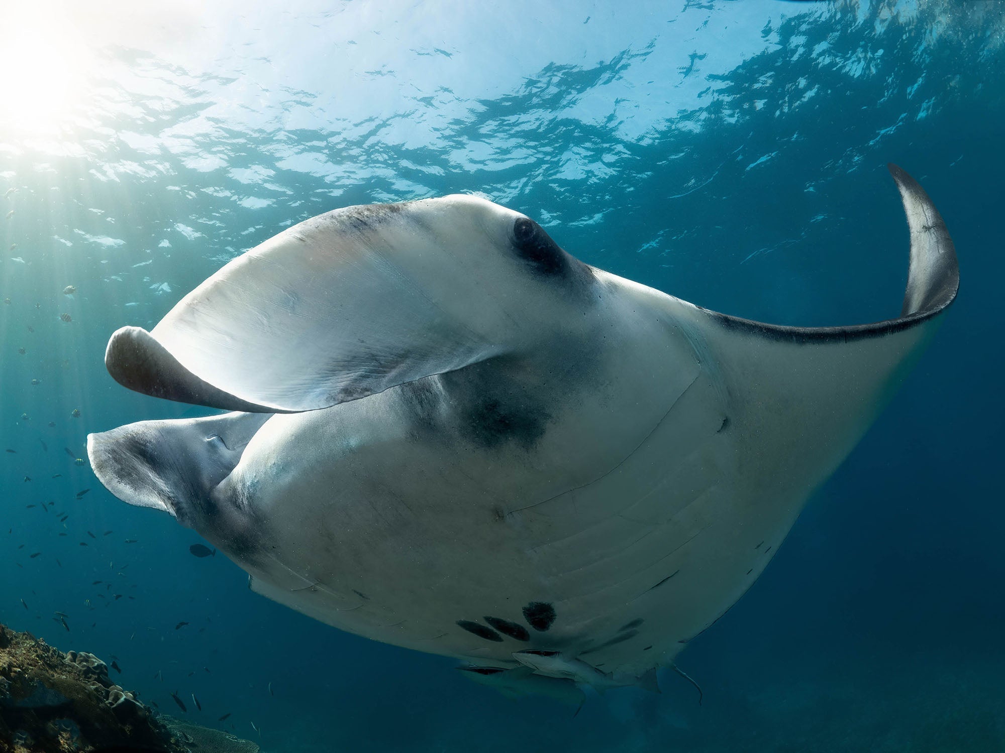 Ikelite Ambassador Matt Jacob's Drifting With Giants: Manta Ray Photography in Indonesia