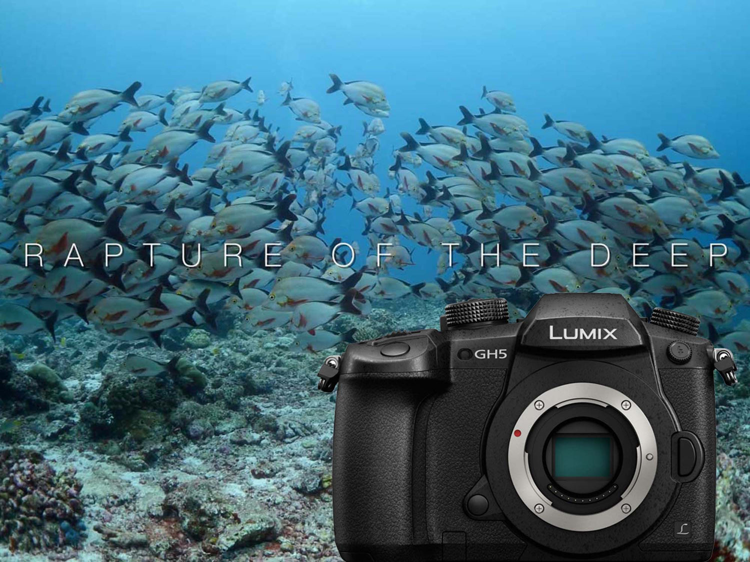 The Rapture of the Deep | Maldives with the Panasonic GH5 [VIDEO]