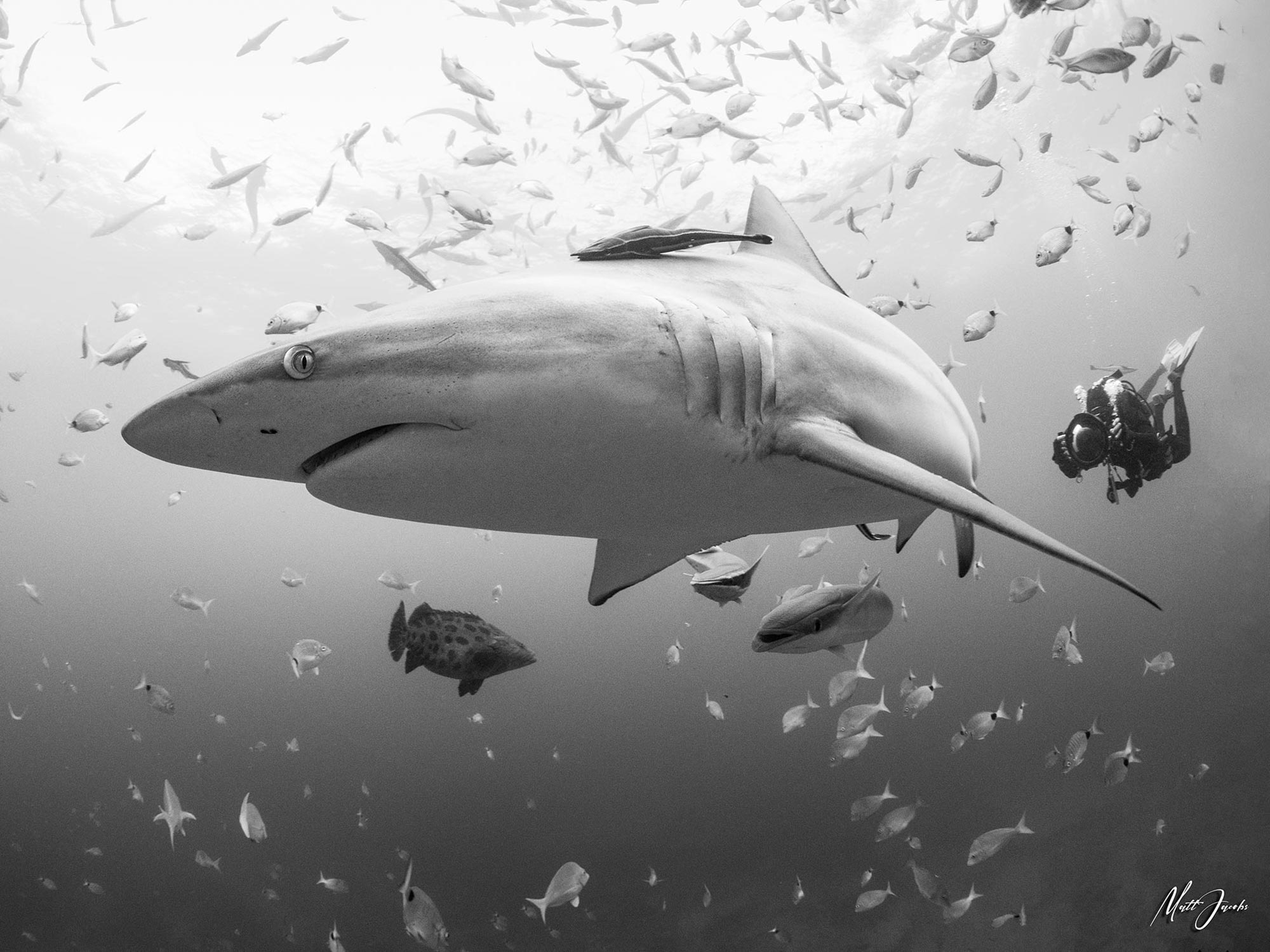 The Greatest Classroom on Earth: Teaching Underwater Photography in South Africa