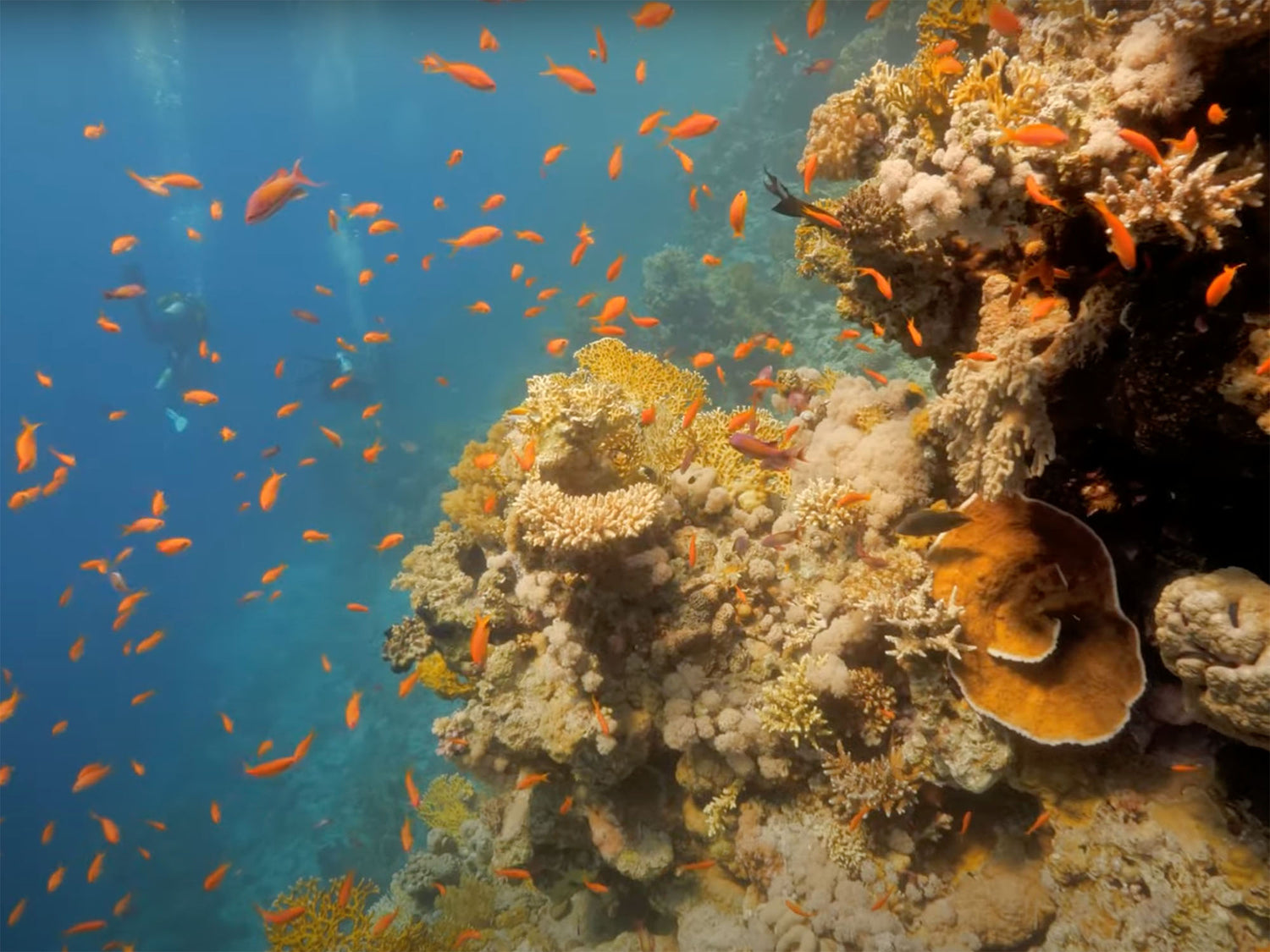 Featured Customers | Mike Hardy Underwater in Egypt [VIDEO]