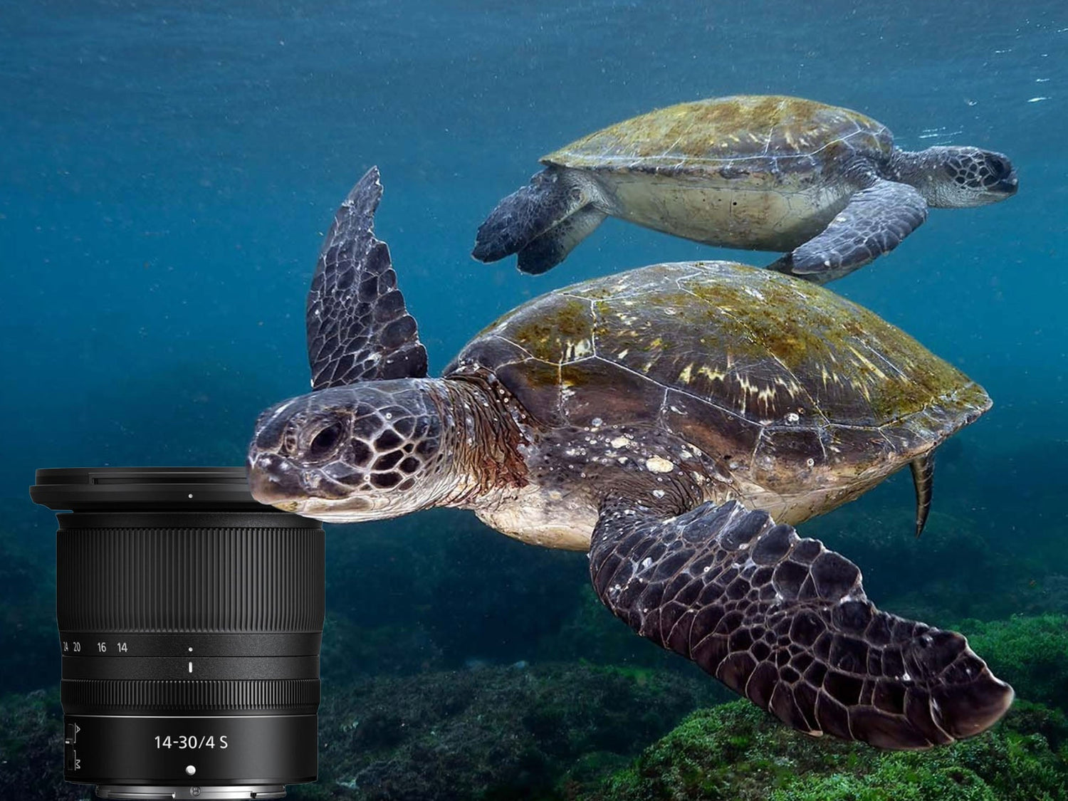 Nikon Z 14-30mm f/4 S Lens Review for Underwater Photography & Video [VIDEO]