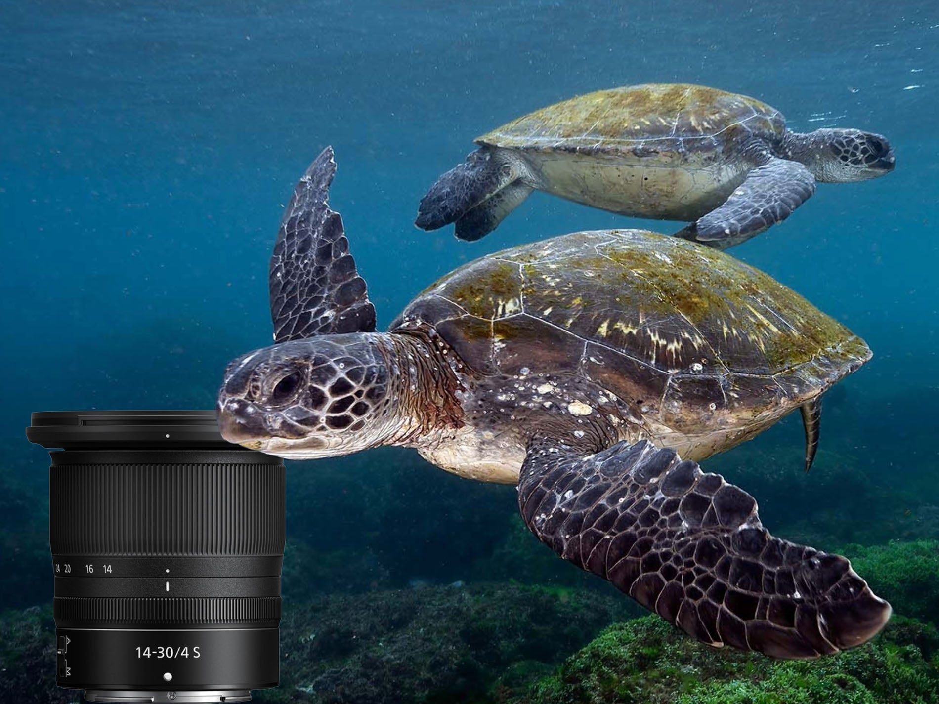 Nikon Z 14-30mm f/4 S Lens Review for Underwater Photography & Video [VIDEO]