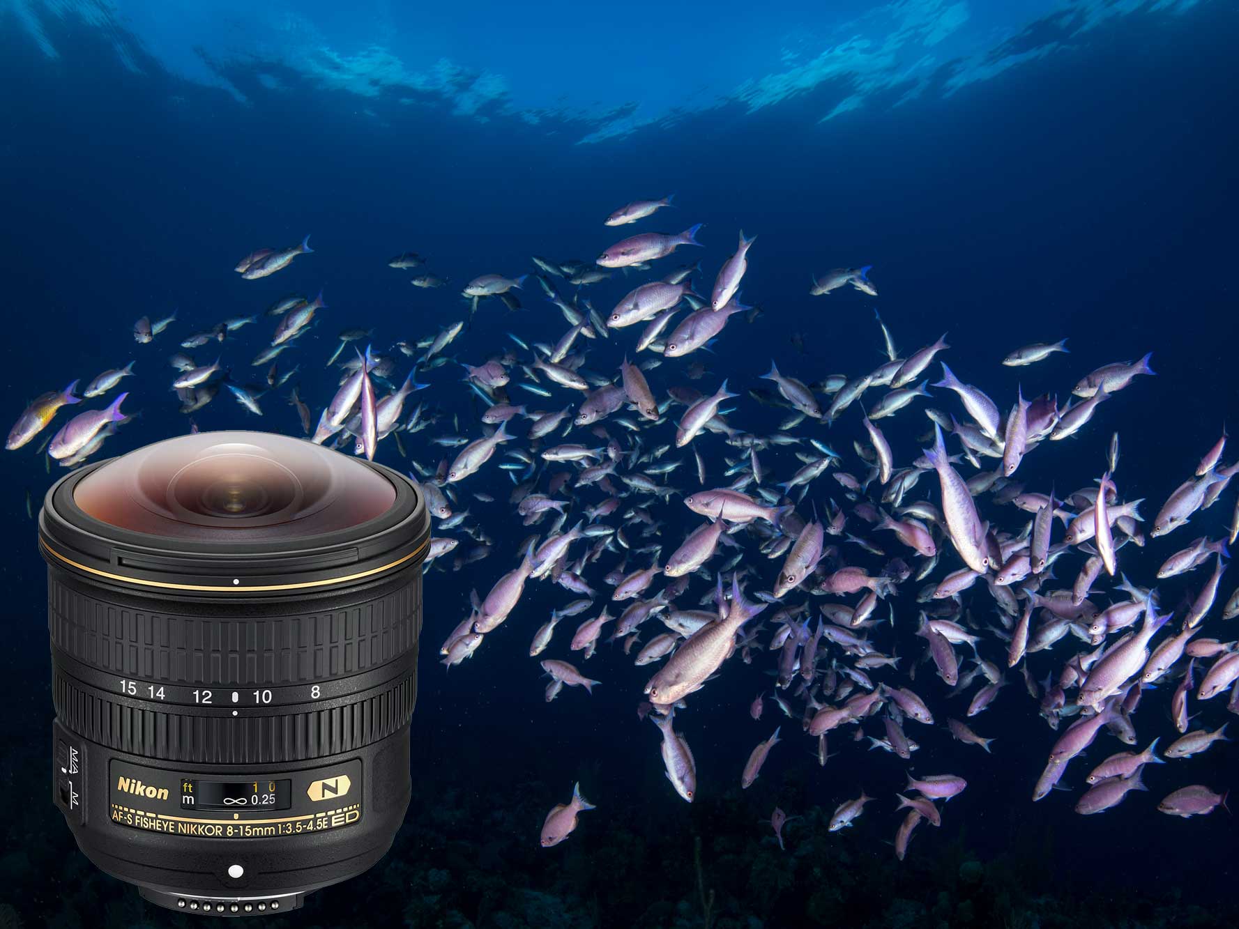Nikon 8-15mm Fisheye Lens Underwater Photography Review