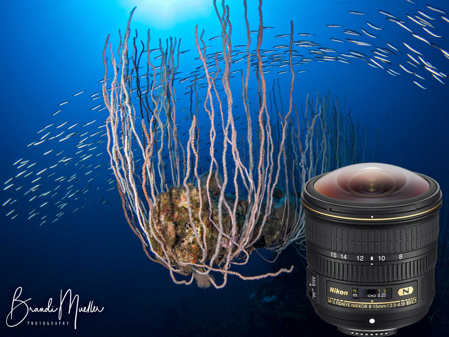 Nikon 8-15mm Fisheye Compact 8 inch Dome Underwater Photos