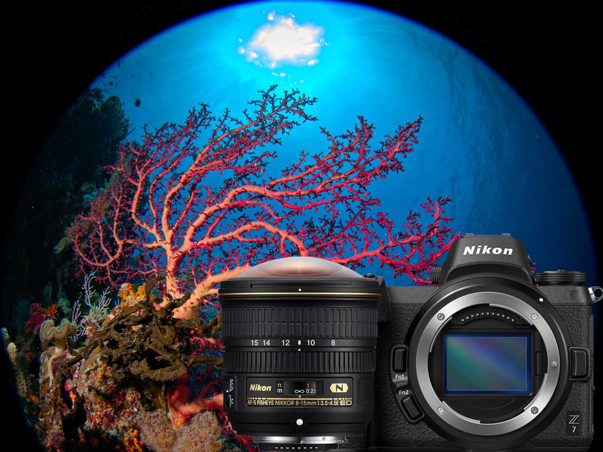 Nikon Z7 and 8-15mm Fisheye Underwater Photos with Compact 8 inch Dome