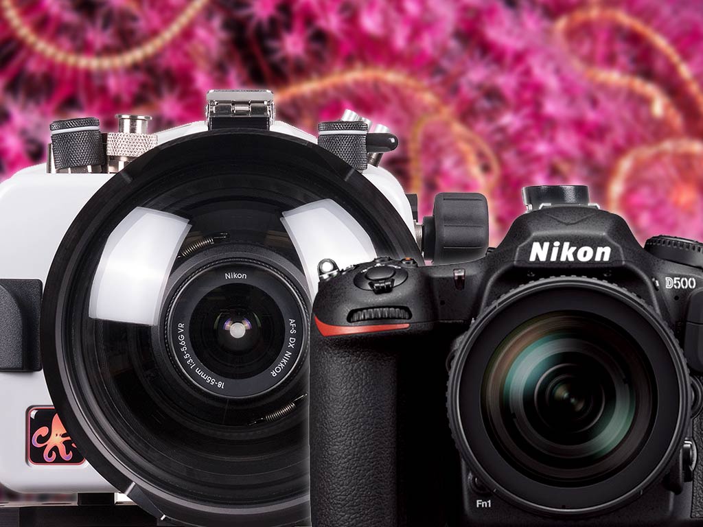 First Look at the Nikon D500 DSLR Camera and Housing