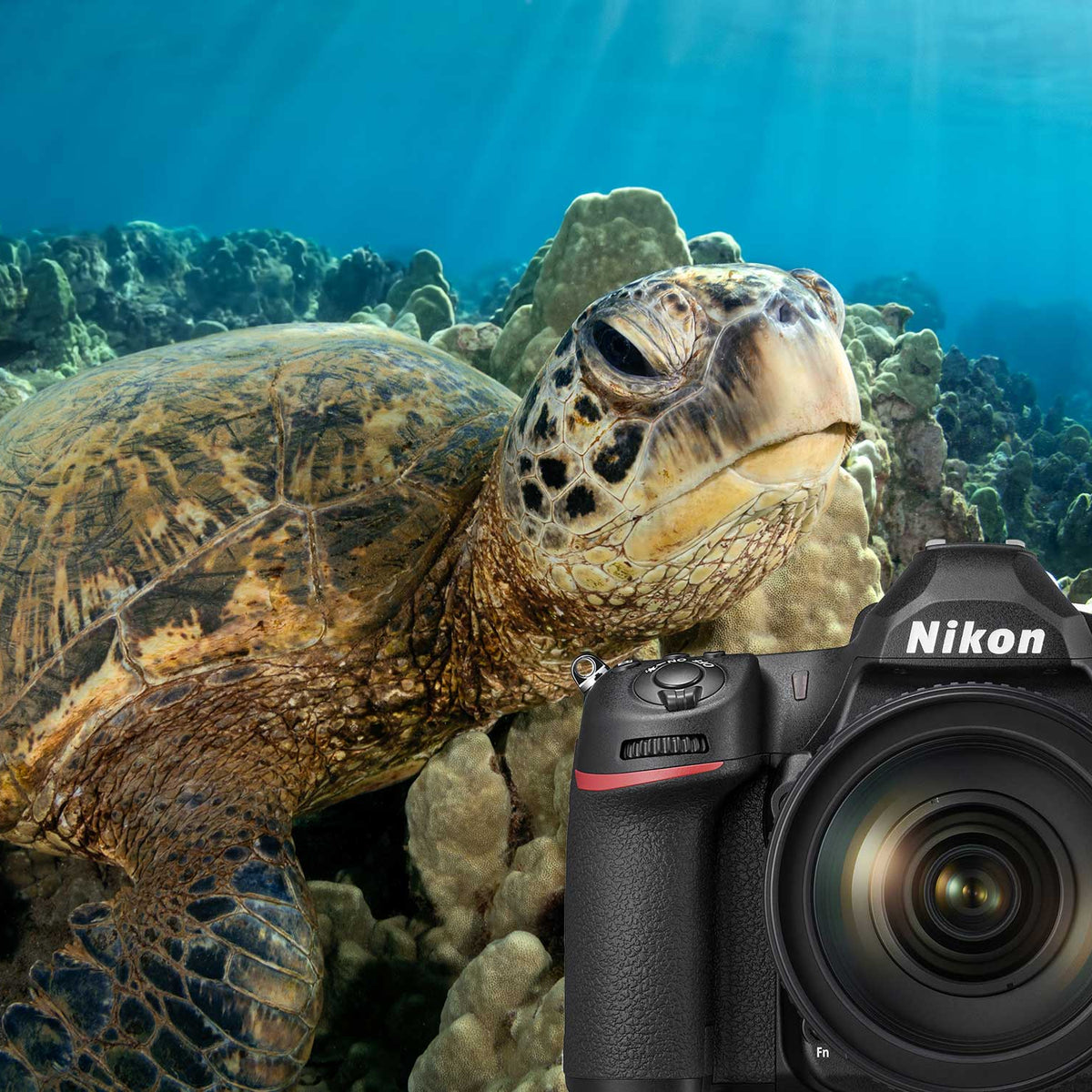 Nikon D780 Underwater Photos