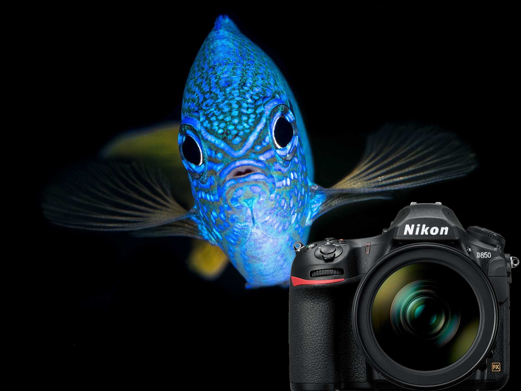 Nikon D850 Underwater Photos