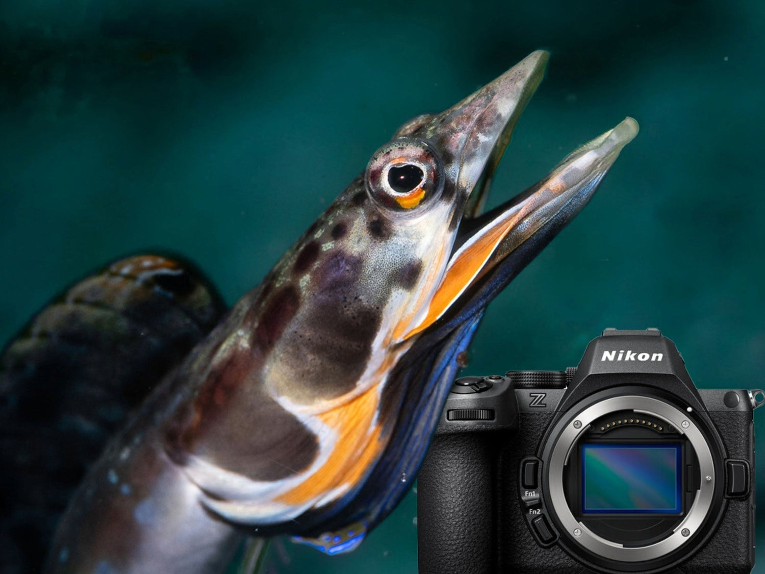 Nikon Z5 II in the Sea of Cortez // Underwater Photography Results