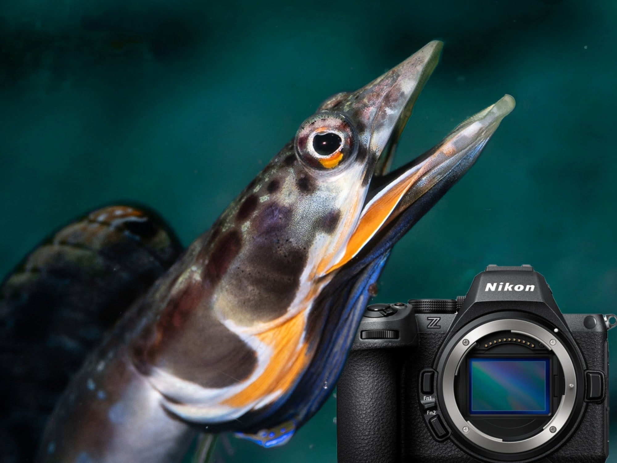 Nikon Z5 II in the Sea of Cortez // Underwater Photography Results