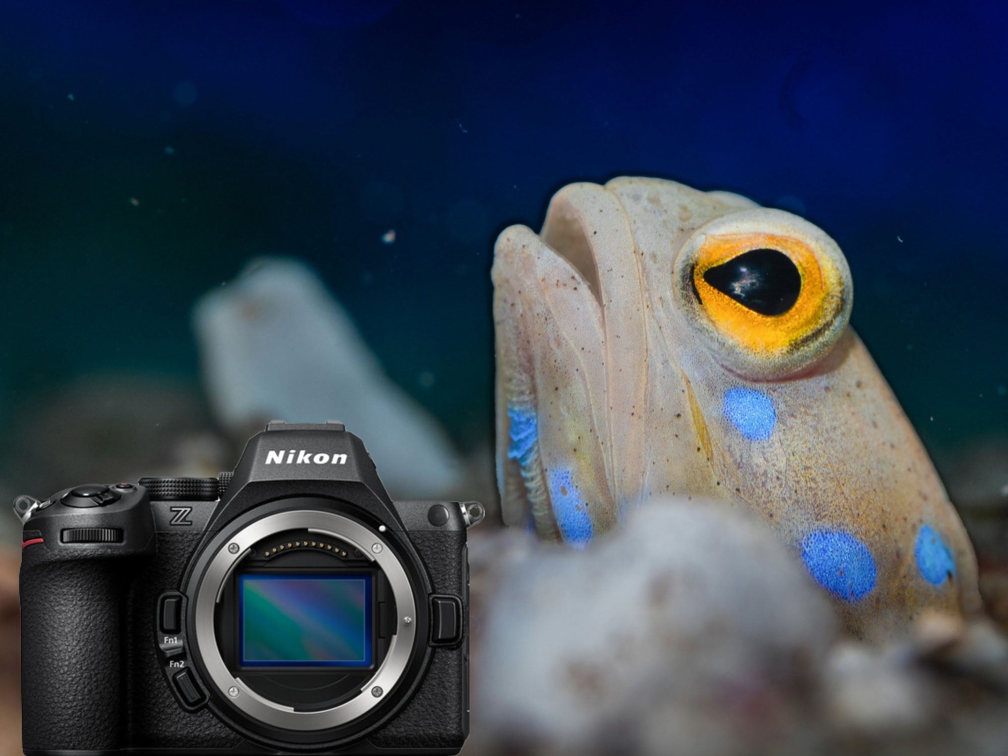 Nikon Z5 II 4K Underwater Photo and Video Results