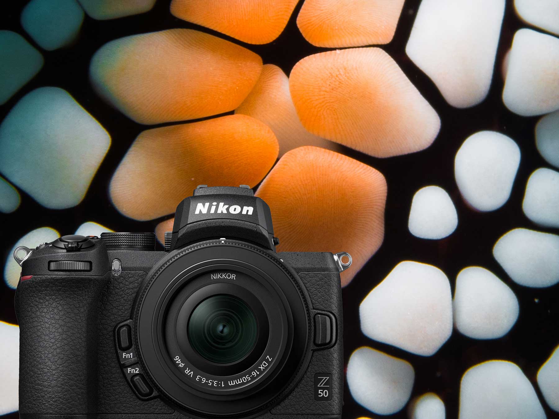 Nikon Z50 Underwater Photos