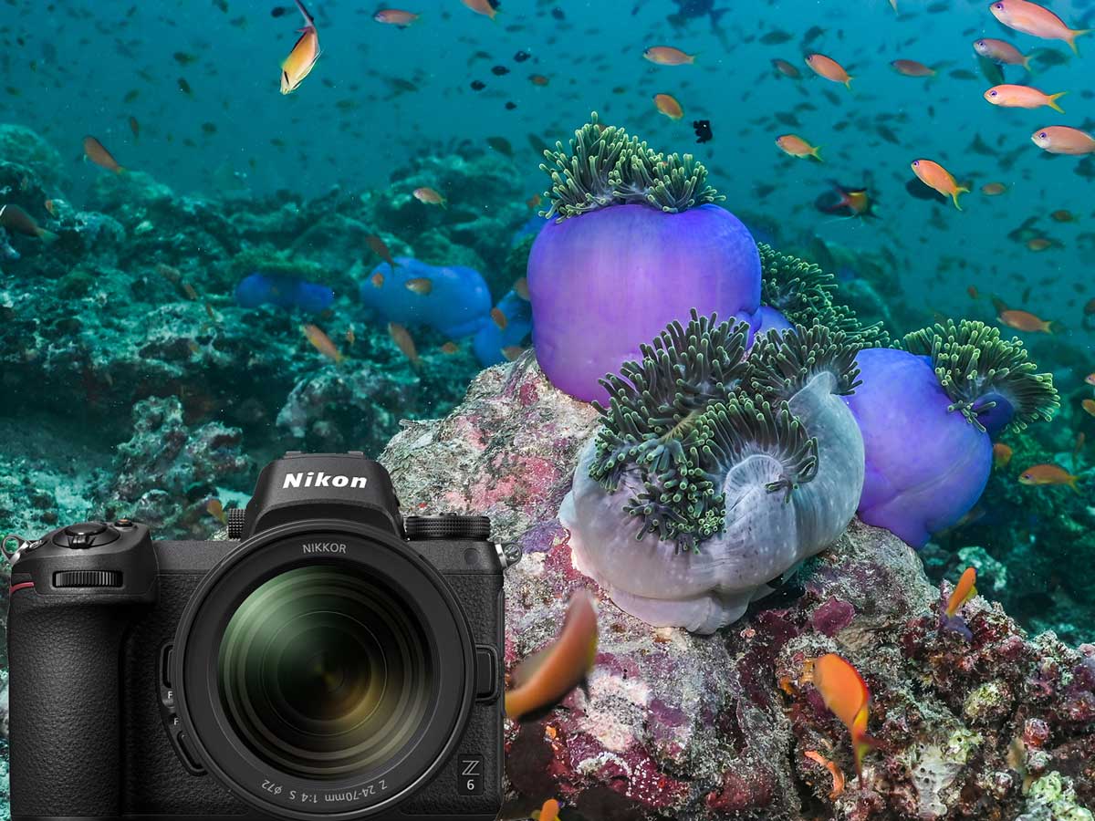 Nikon Z6 Full Frame Mirrorless Underwater Photos
