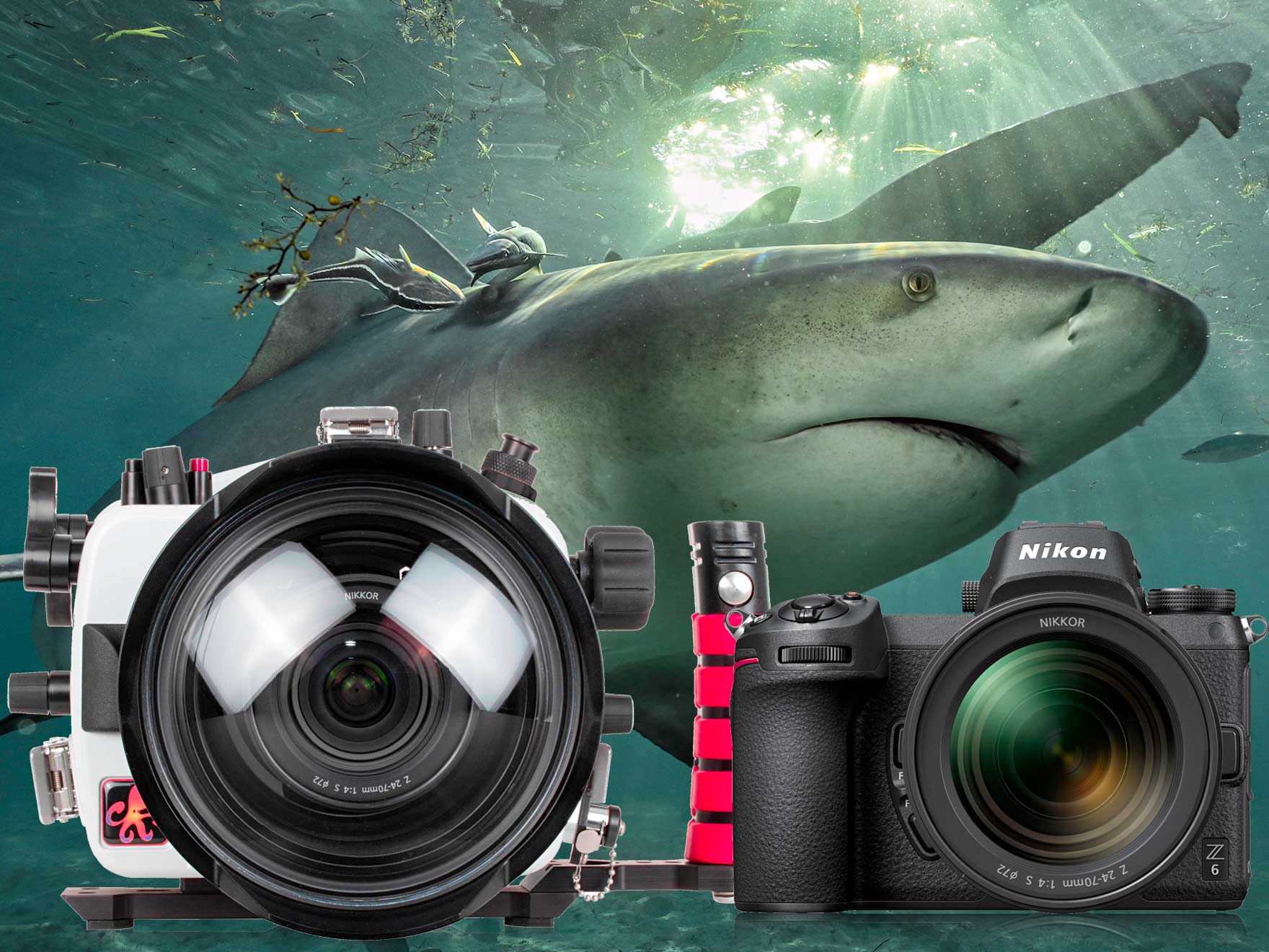 In the Water with the Nikon Z6 Full Frame Mirrorless Camera