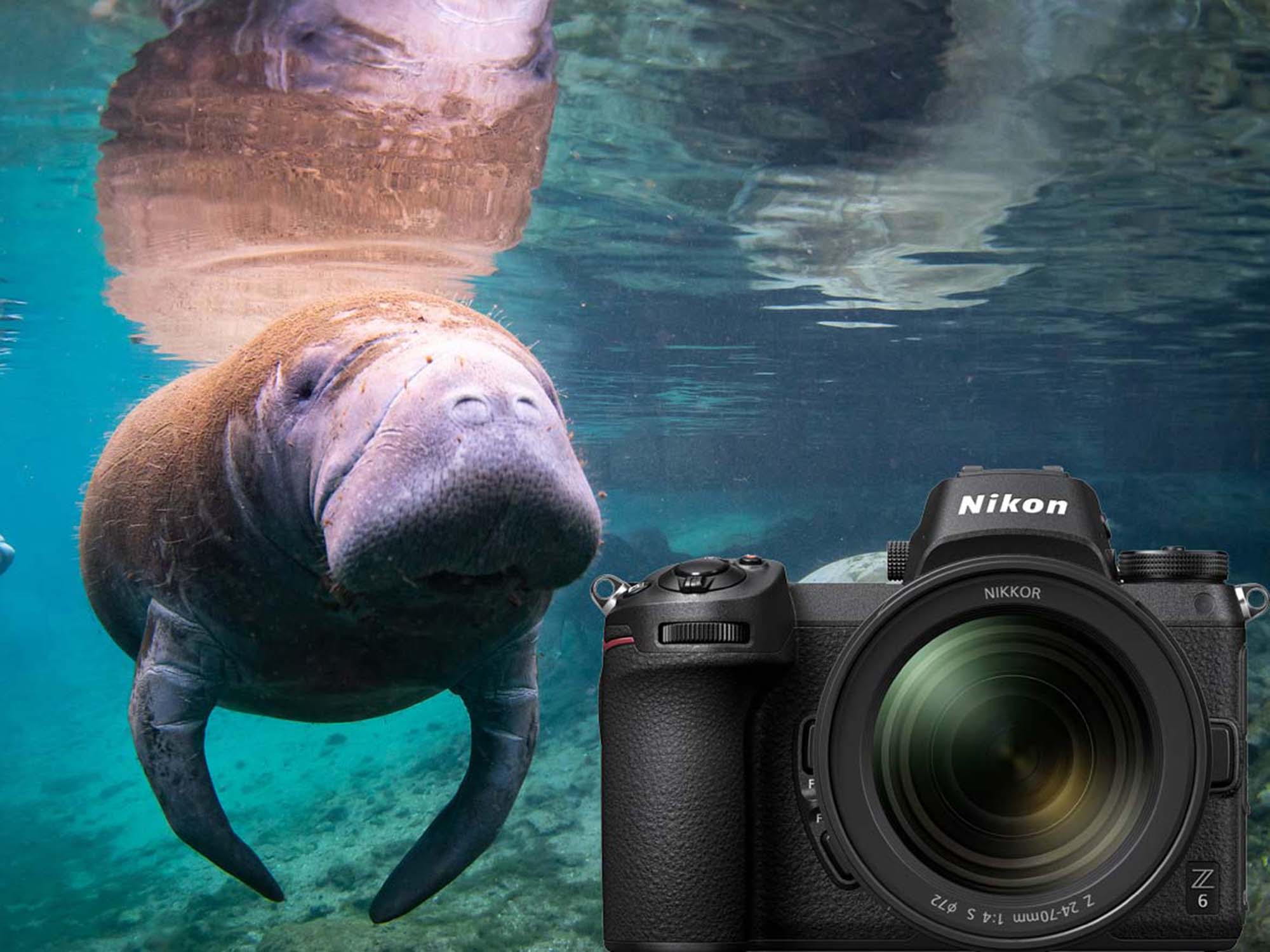 Nikon Z6 and 8-15mm Fisheye Underwater in 4K [VIDEO]
