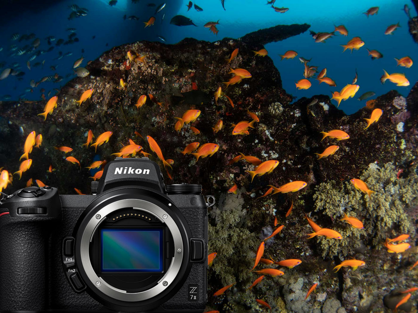 Nikon Z7 II Underwater Review and Results with Ikelite 200DL Underwater Housing image by Brandi Mueller