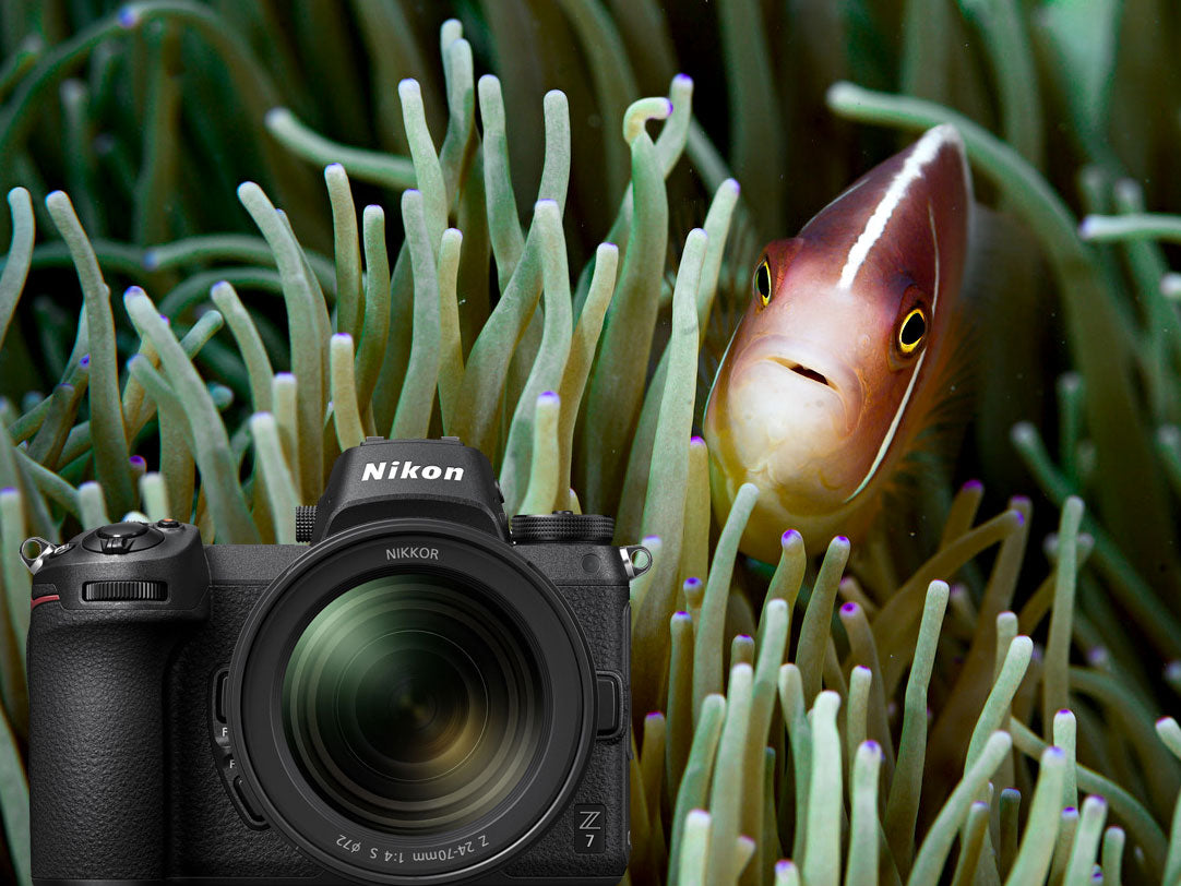 Nikon Z7 Full Frame Mirrorless Underwater Photos