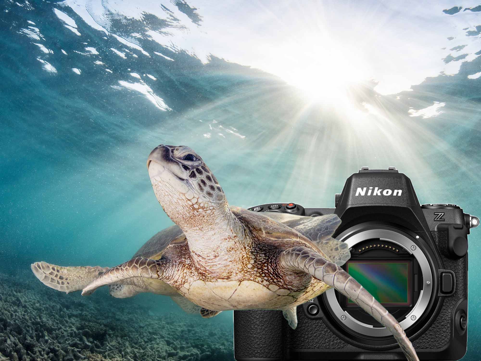 Nikon Z8 Underwater in the Great Barrier Reef // Ikelite 200DL Underwater Housing [VIDEO]