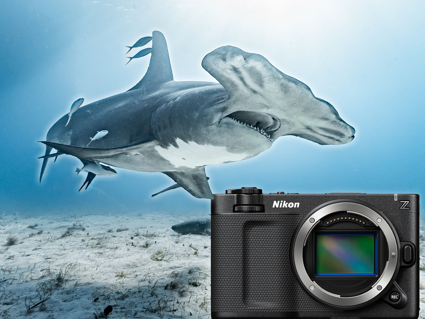 Hammerhead shark image taken with the Nikon ZR cinema camera inside an Ikelite 200DL Underwater Housing © Logan Wood