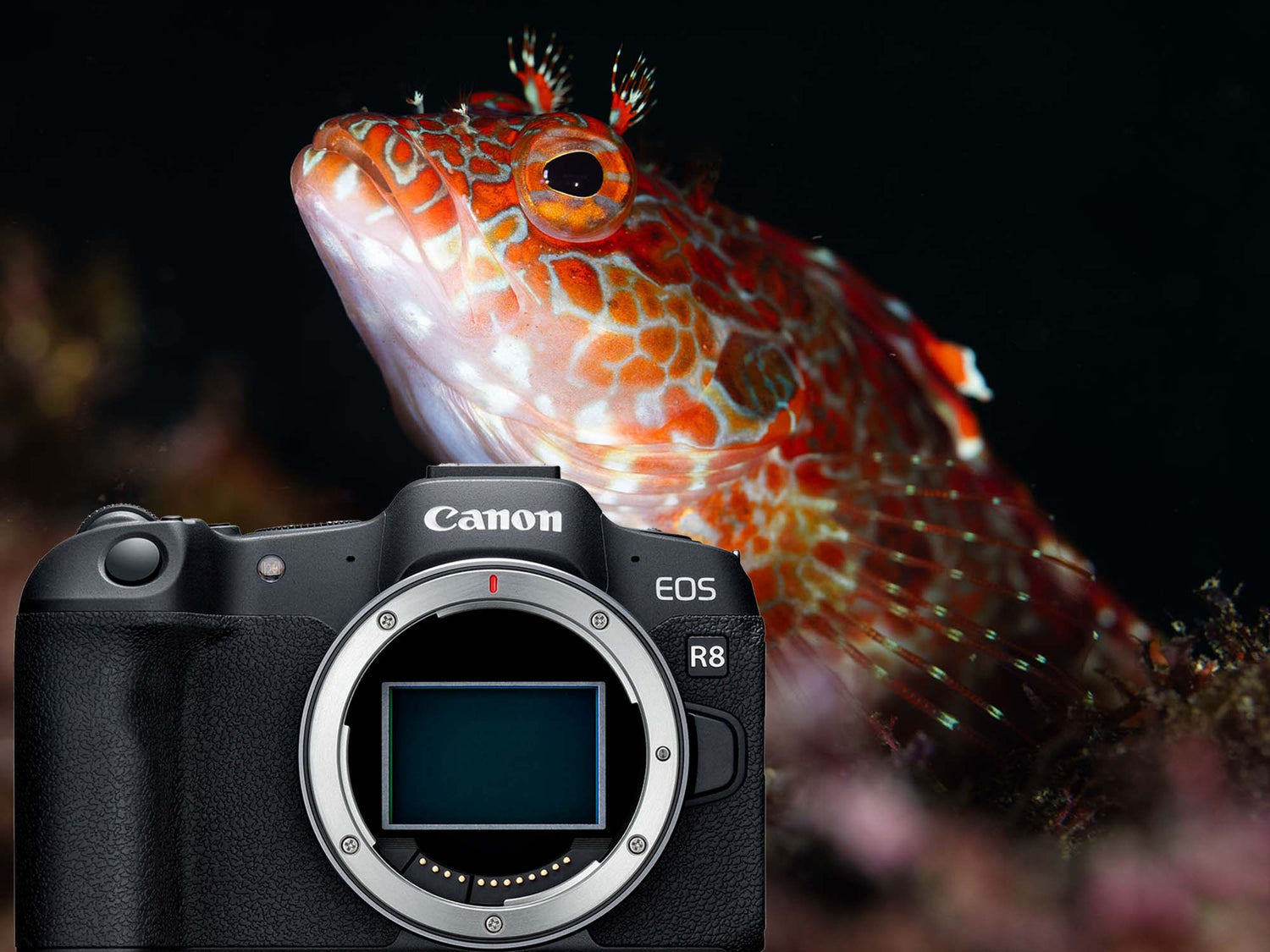 Canon EOS R8 Underwater Photos & Review