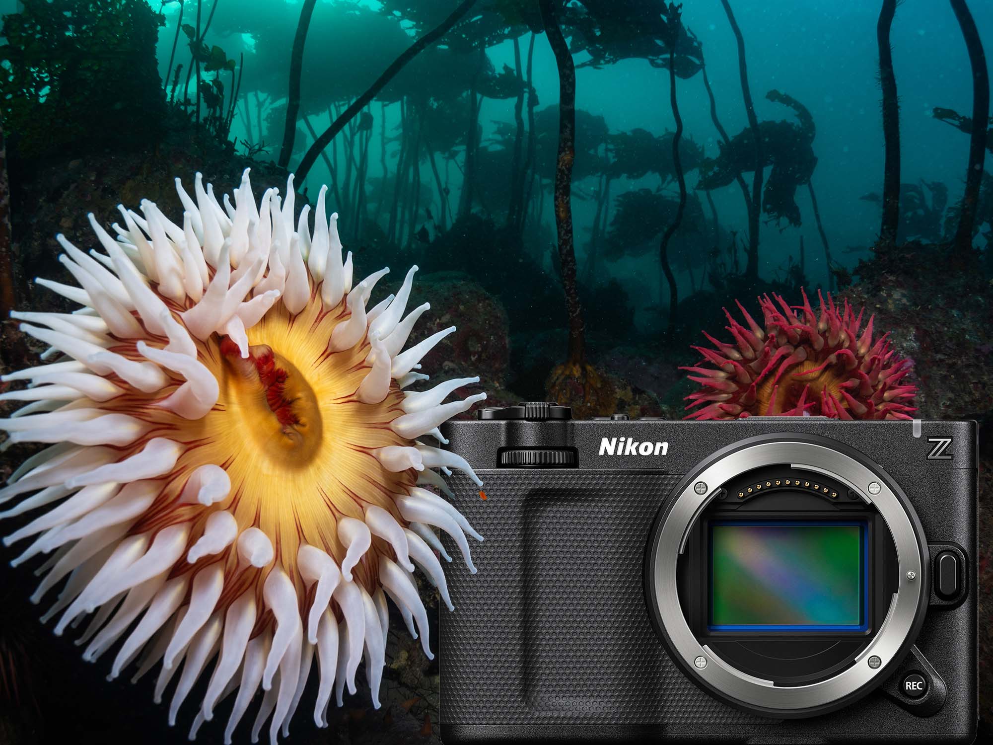 Nikon ZR Underwater Photo and Video from the Pacific Northwest taken by Nirupam Nigam with Underwater Photography Guide, shot using the Nikon ZR inside the Ikelite 200DL Underwater Housing
