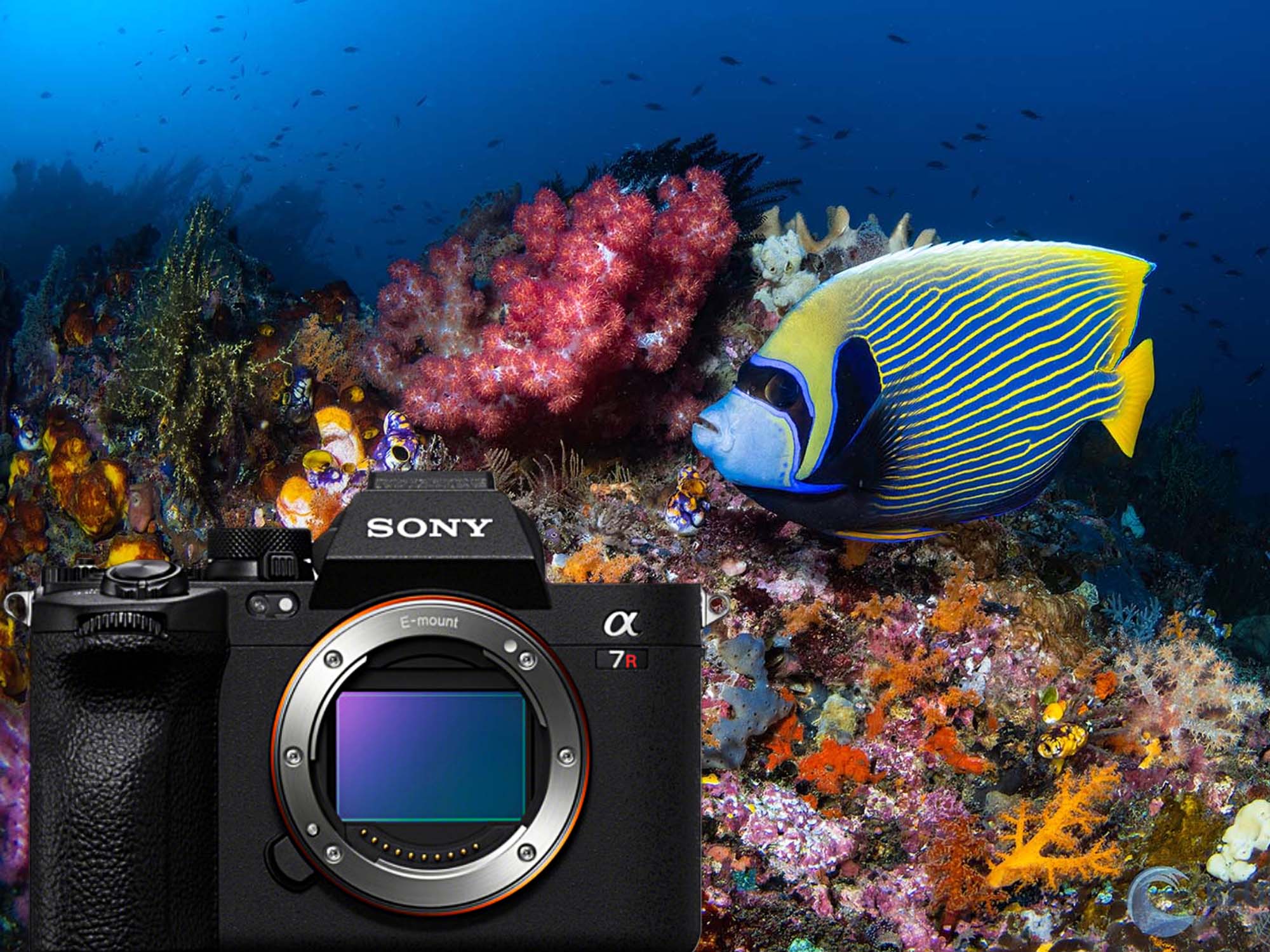 Sony a7R V Underwater Photos & Mini-Review