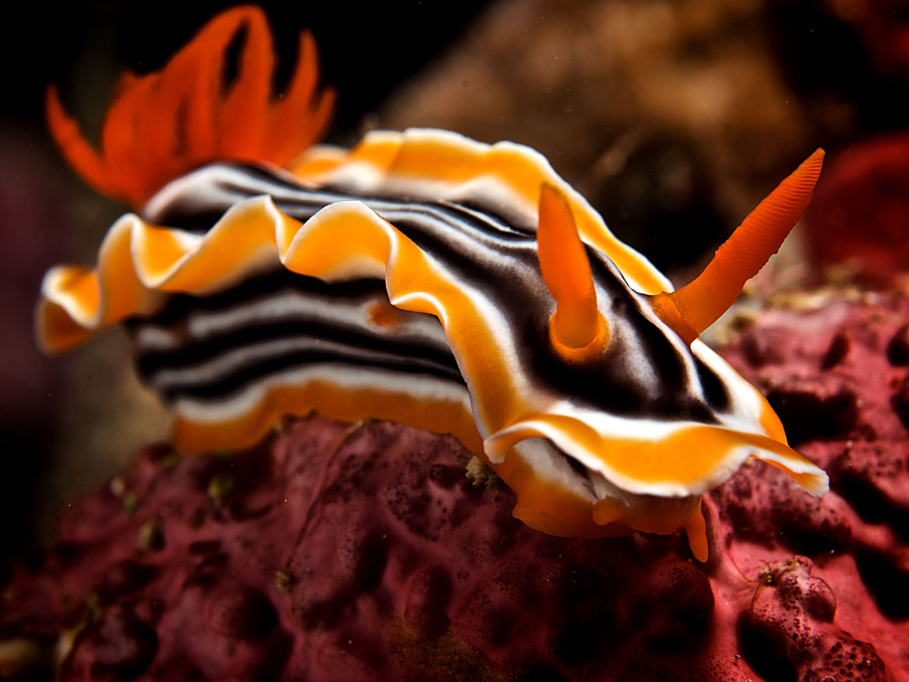 Nudibranch Underwater Camera Settings and Technique