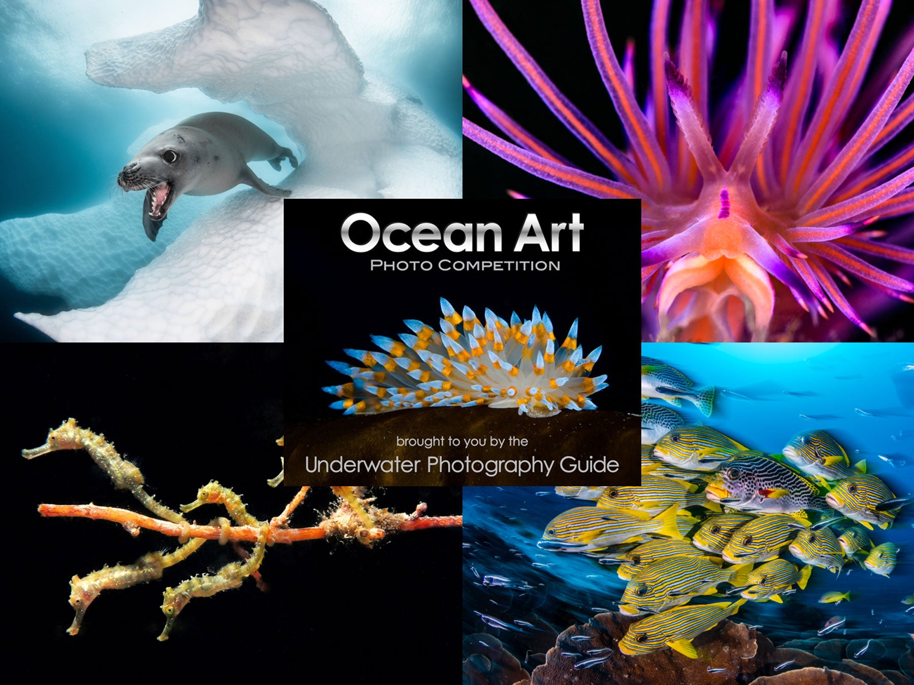 Competition | Ocean Art Safe Under the Sea 2019