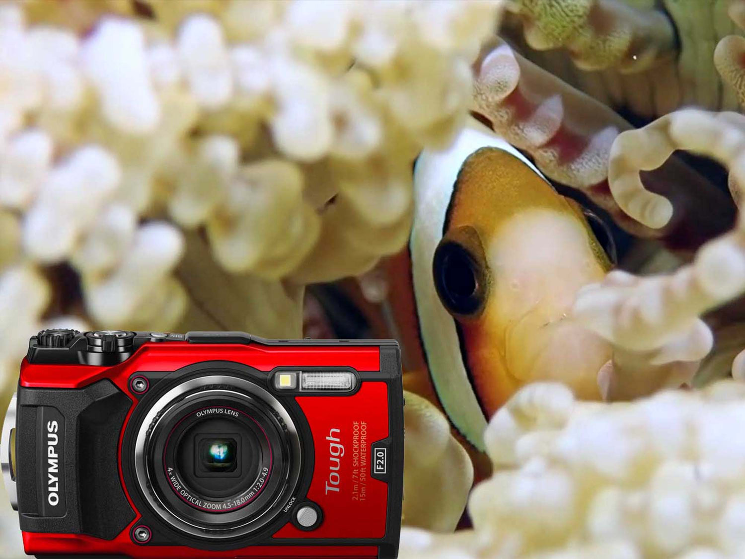 Olympus Tough TG-5 Underwater Macro in 4K [VIDEO]