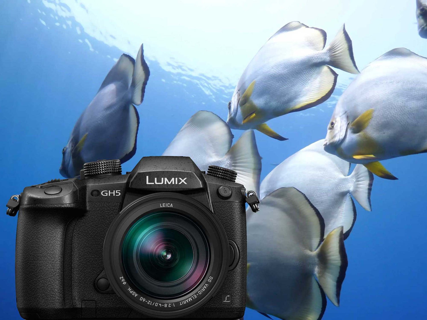 Panasonic Lumix GH5 Underwater in 4K [VIDEO]