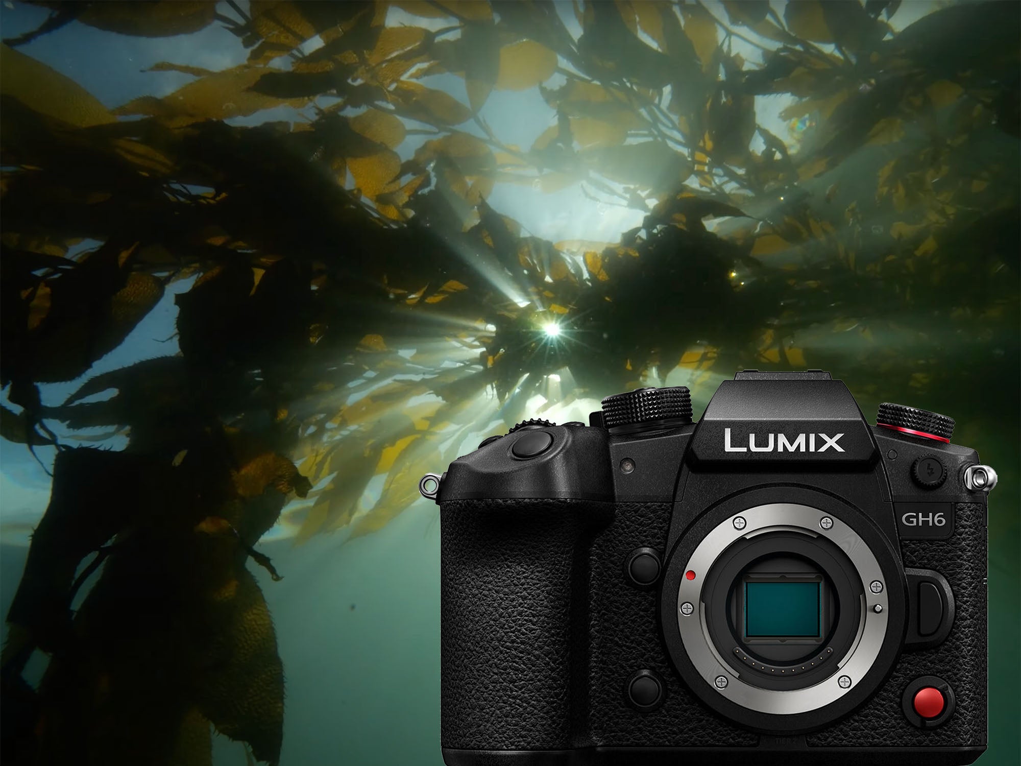 Panasonic GH6 Underwater in PNW with Ikelite Underwater Housing