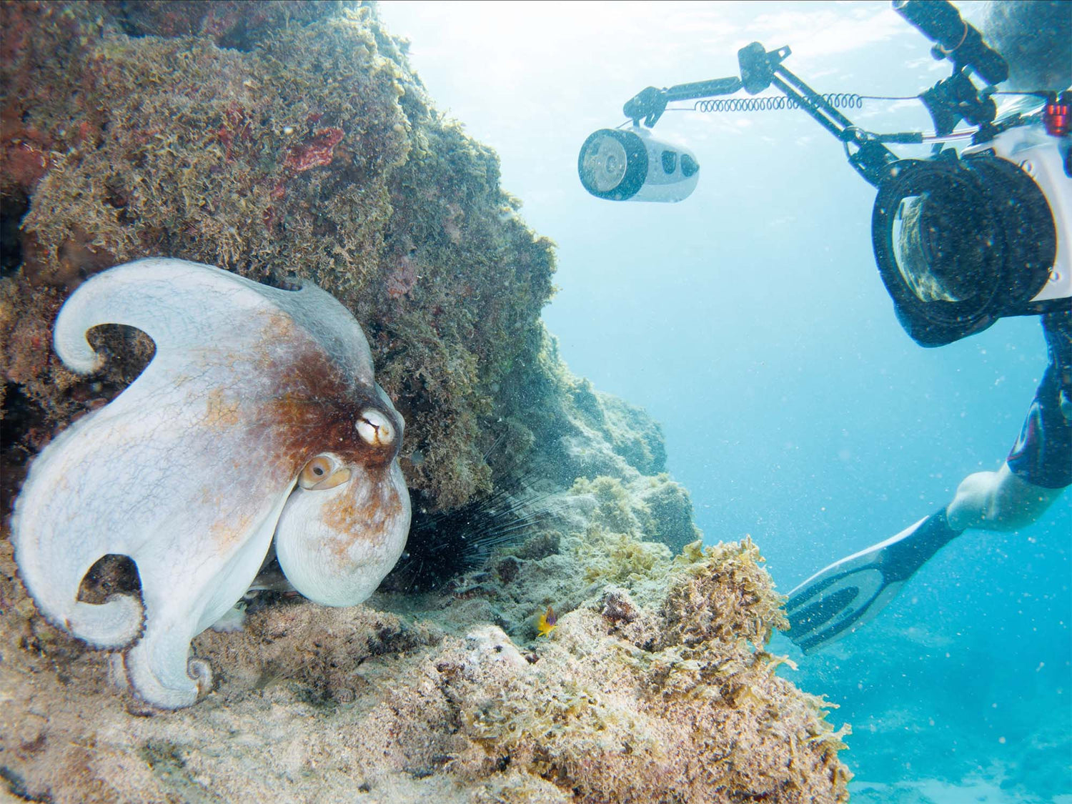 How to Take a Great Octopus Photo [VIDEO]