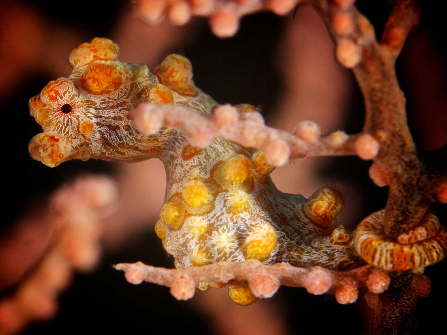 Pygmy Seahorse Underwater Camera Settings and Technique