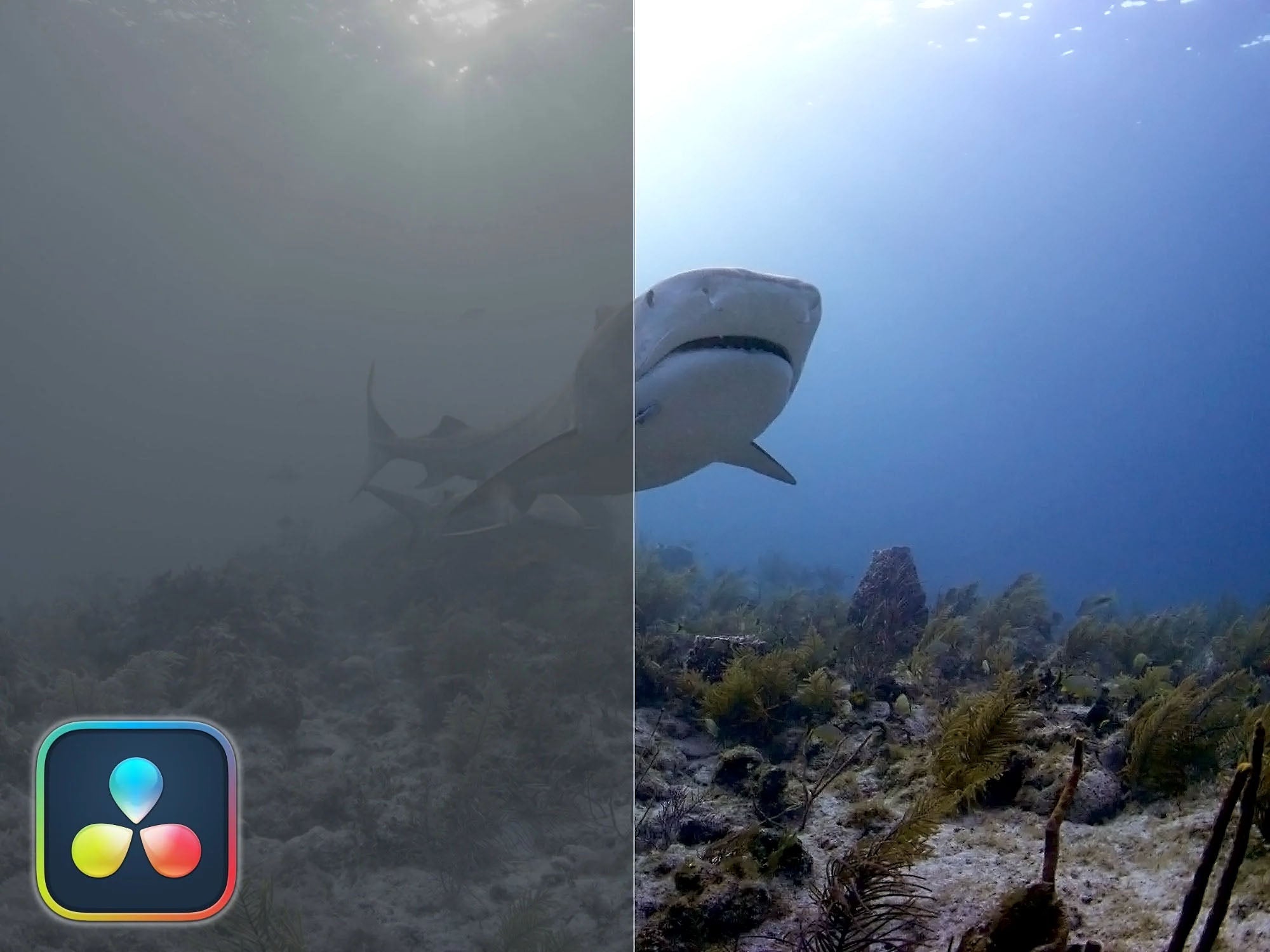 R3D Underwater Color Grading in DaVinci Resolve // Nikon ZR [VIDEO]