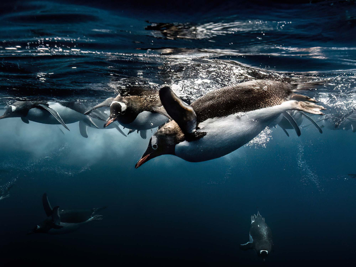 Rodney Bursiel Antarctica Story for Ikelite Underwater Systems, underwater penguin image taken with a Nikon Z8 inside an Ikelite Underwater Housing