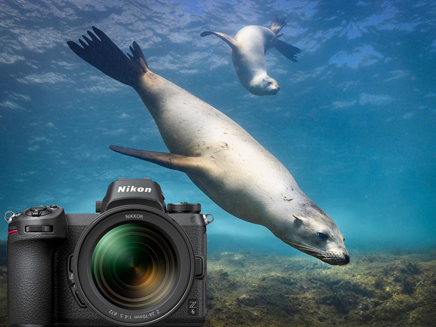 Cousteau's Aquarium | Sea of Cortez with the Nikon Z6