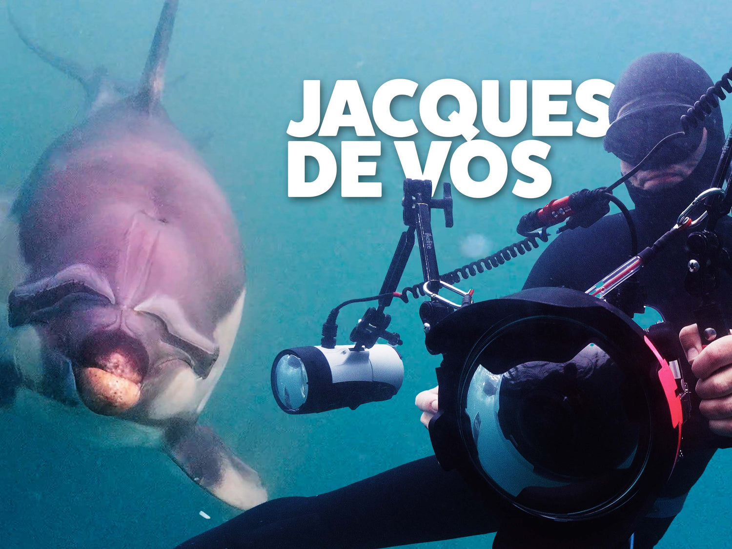 Photographing Dolphins on a Sardine Run with Jacques de Vos [VIDEO]