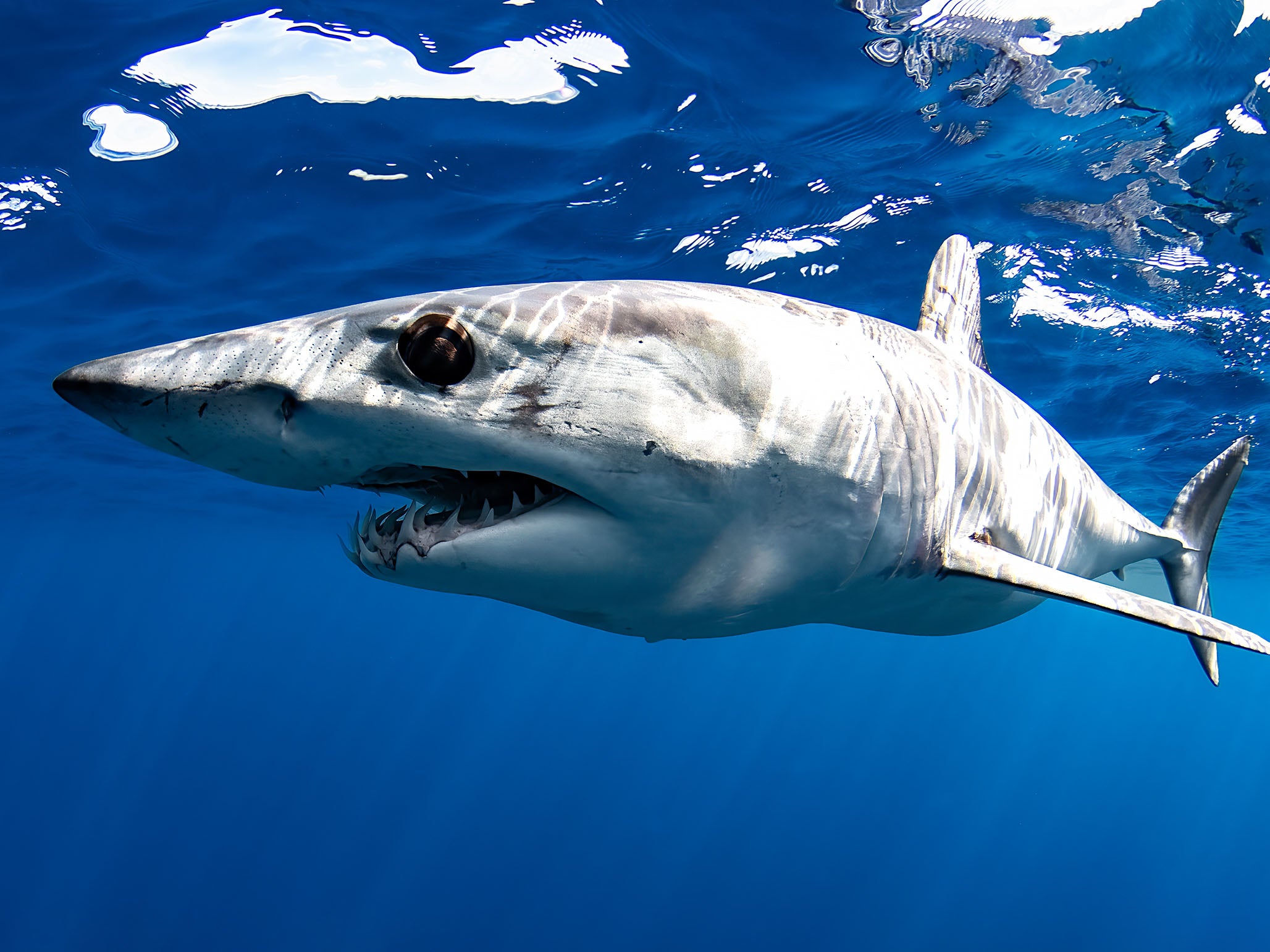 Expedition | Mako & Blue Sharks with Josh Blank | Cabo San Lucas | March 1-7, 2025