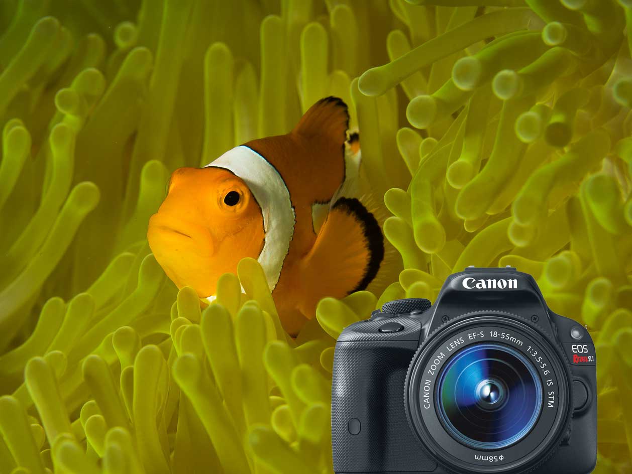 Canon EOS 100D Rebel SL1 Underwater Photos
