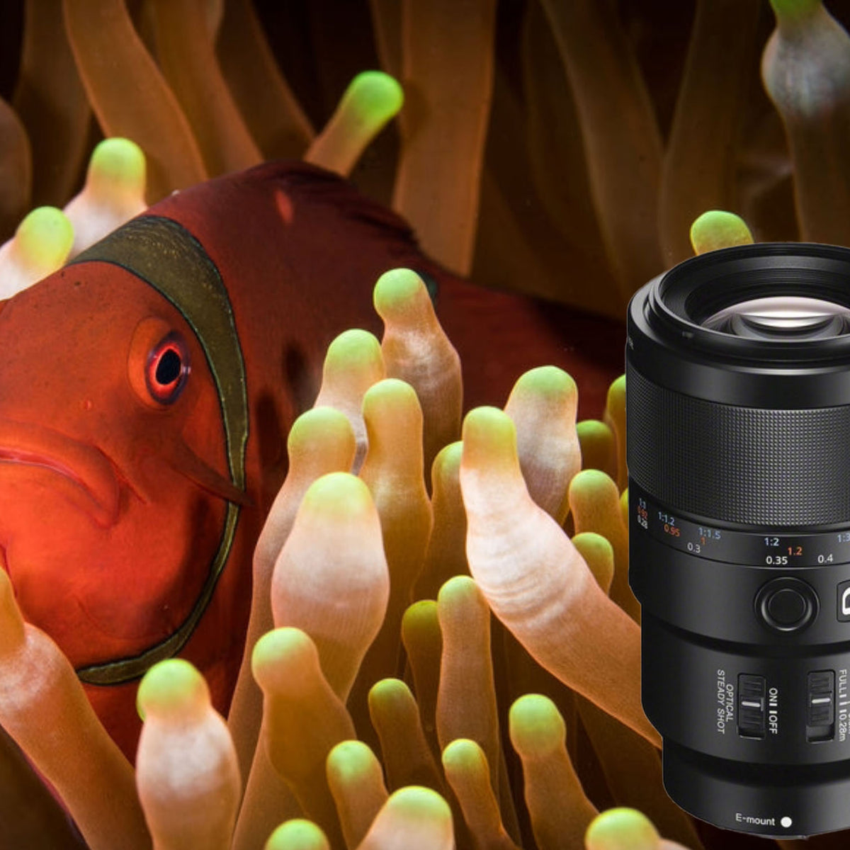 Sony FE 90mm F2.8 Macro G OSS Review and Results