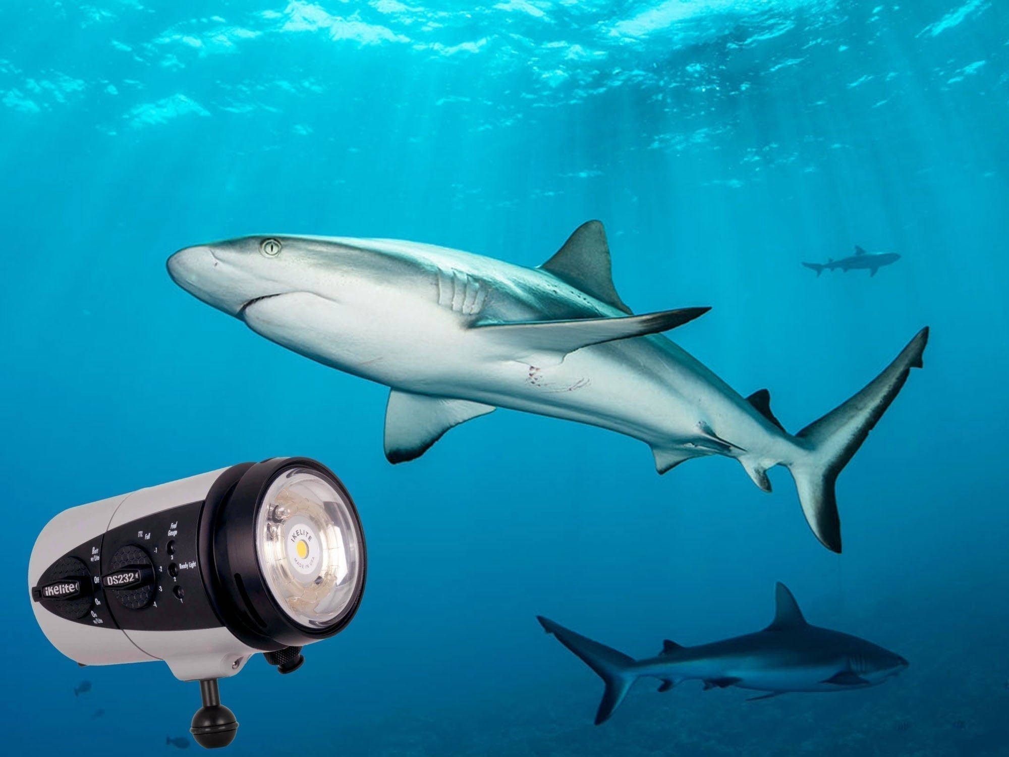 Sharks with light rays image taken with Sony a1 II Camera and Ikelite DS232 Strobes underwater in Yap, Micronesia by Logan Wood