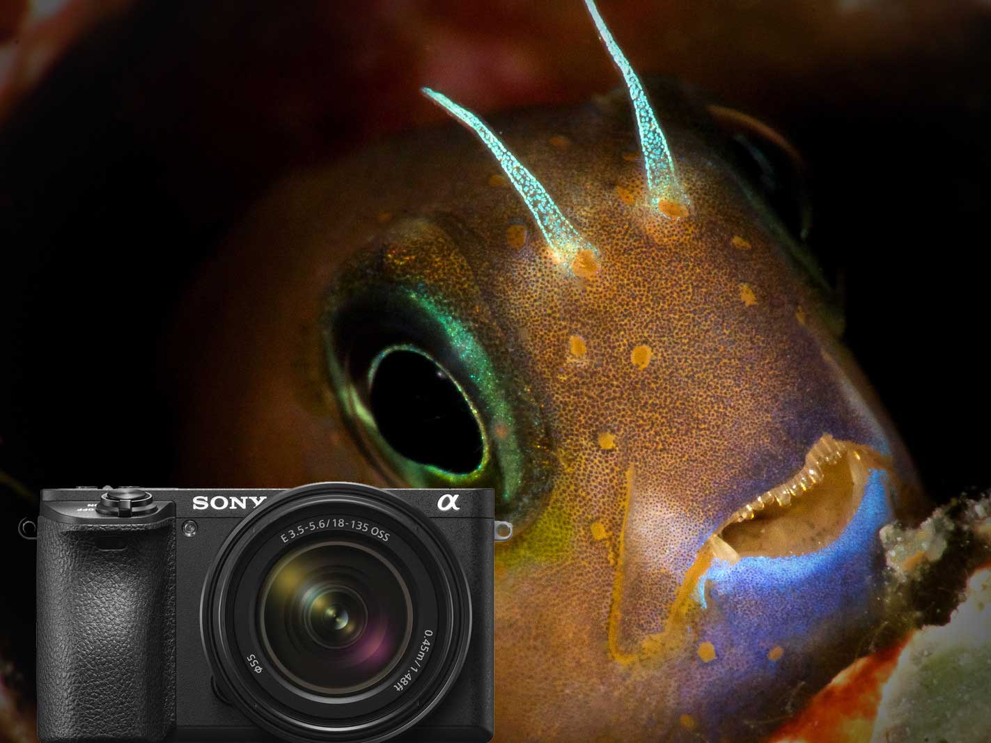 Sony Alpha A6500 Underwater Photos