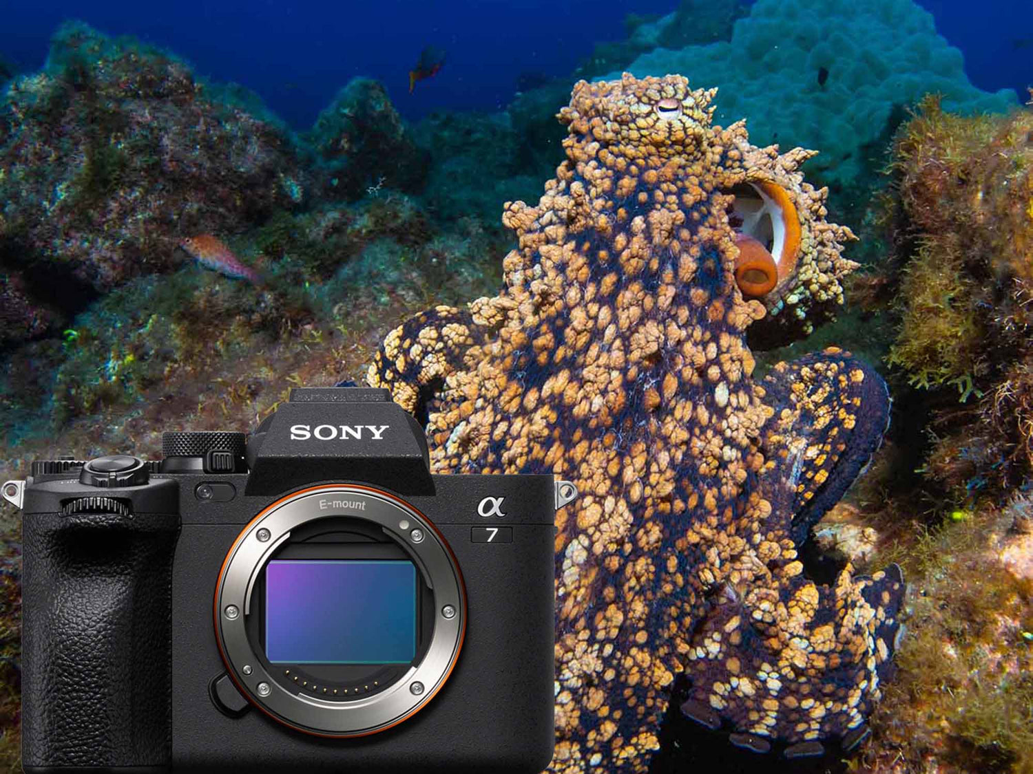 Sony a7 IV Underwater Housing Photos and Review