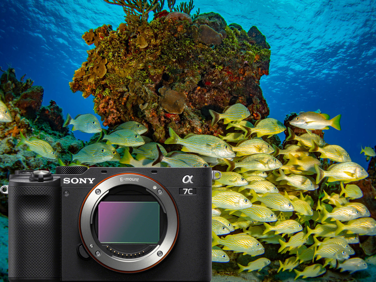 Sony A7C Underwater Photos and Review
