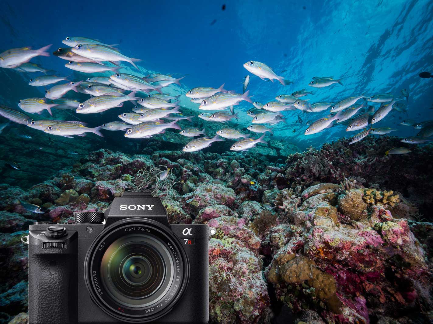 Sony Alpha A7R III Underwater Photos