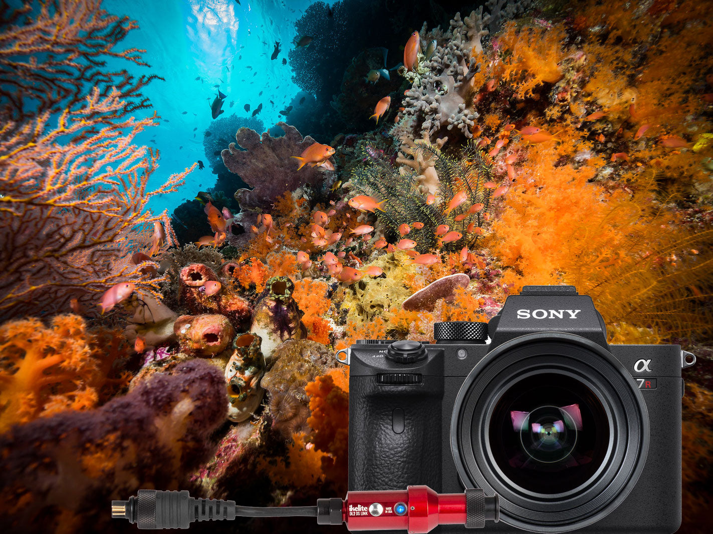 DL2 DS Link Sony TTL Converter Underwater Photos