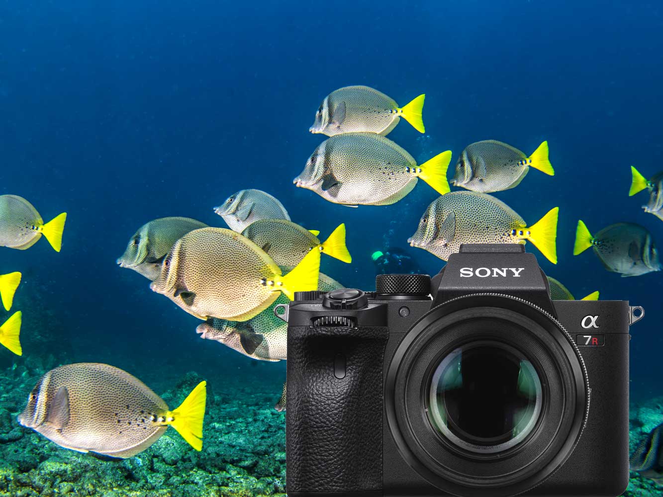 Sony Alpha a7R IV Underwater Photos