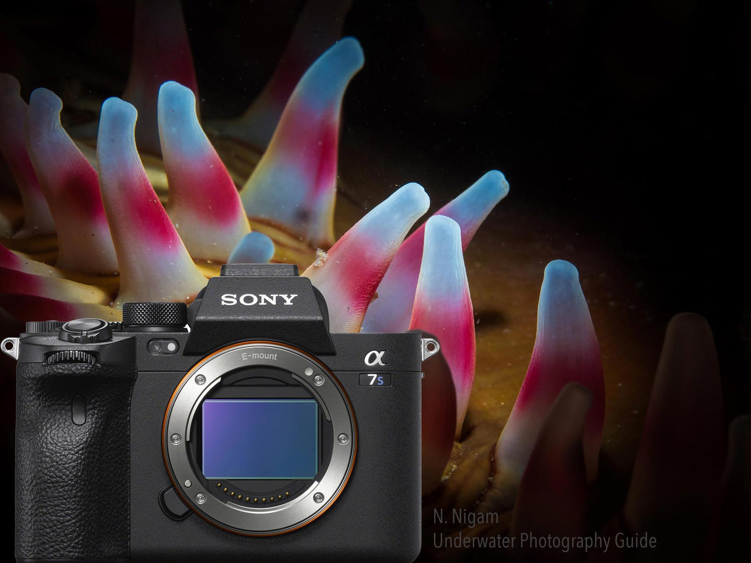 Sony A7S III Underwater Photos