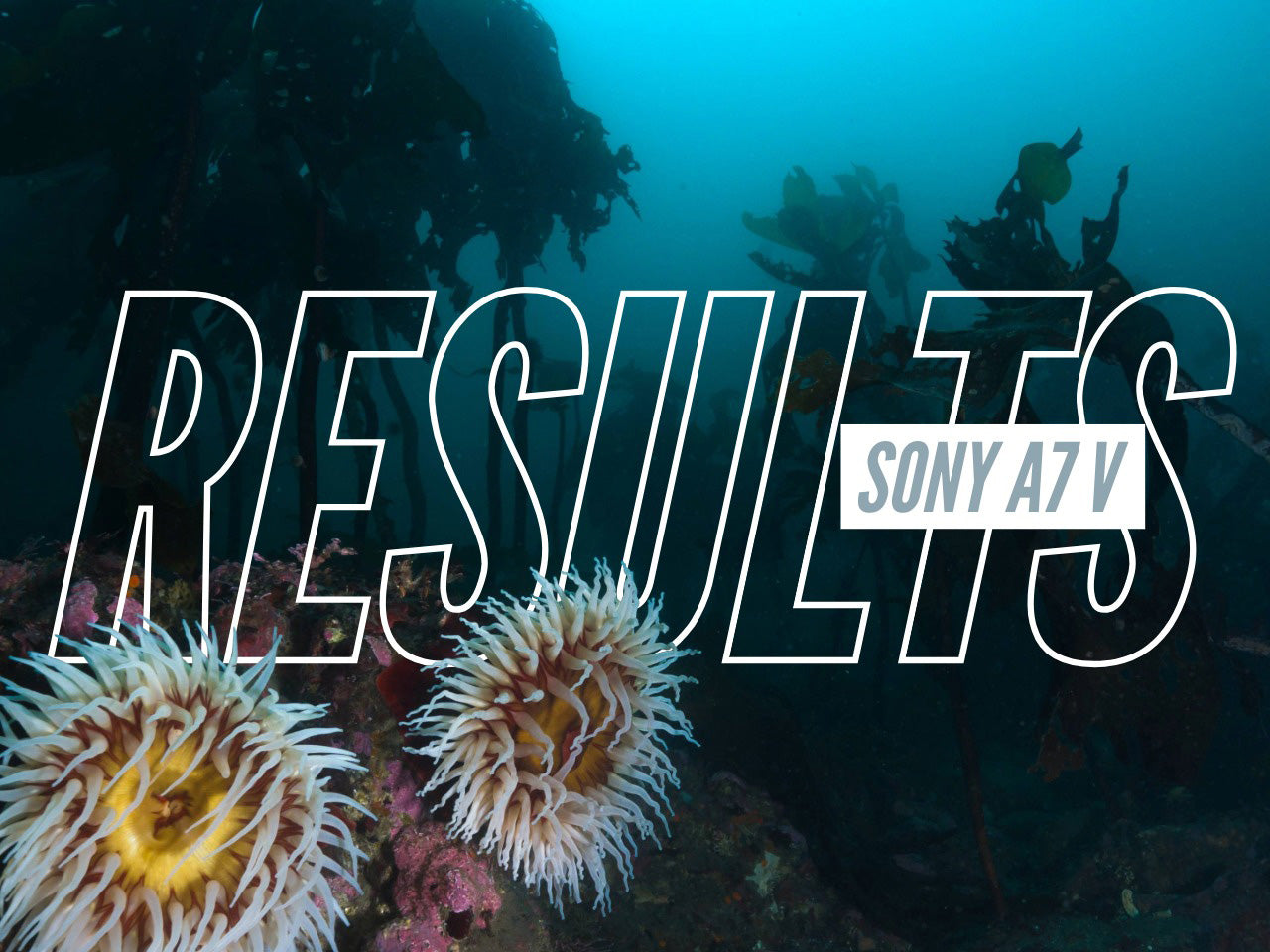 Sony a7 V Underwater FIRST Footage & Photos from the Pacific Northwest // 200DL Housing [VIDEO]