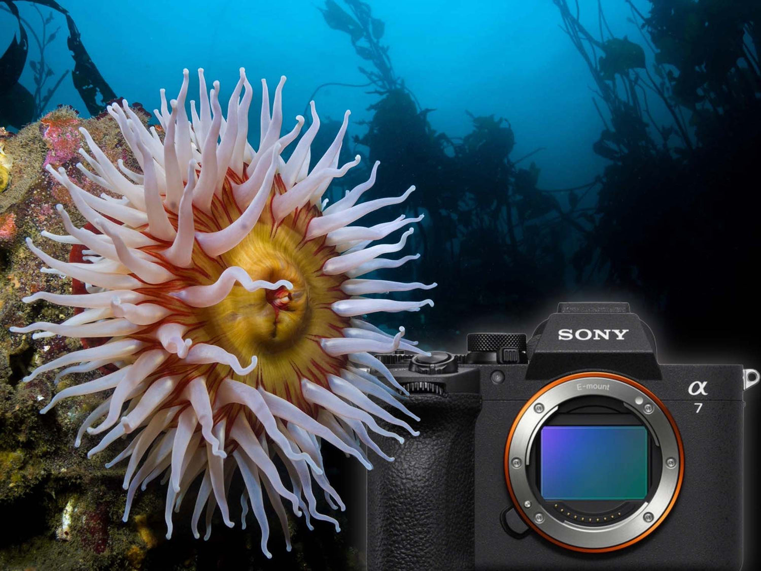 Sony a7 V Underwater Results with Ikelite 200DL Underwater Housing Photos © Nirupam Nigam